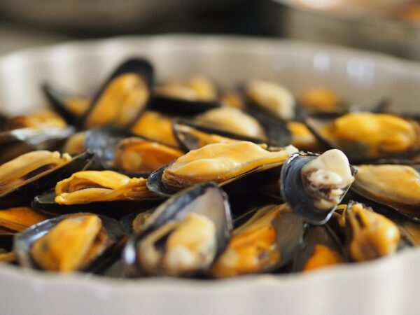 Close up of steamed mussels.